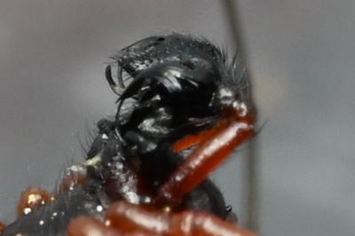 <i>Frontinellina frutetorum</i>