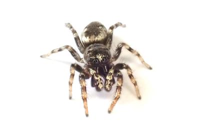 <i>Salticus zebraneus</i>