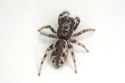 <i>Salticus zebraneus</i>