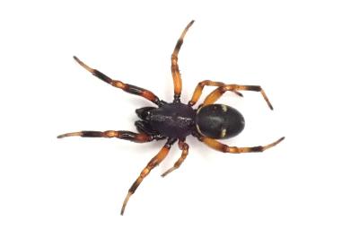 Asagena phalerata