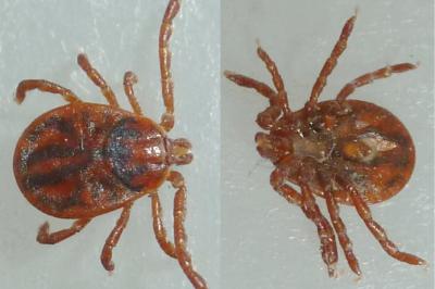 <i>Haemaphysalis inermis</i>