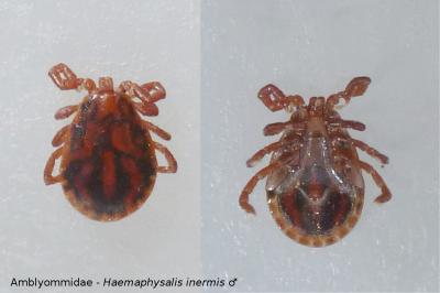 <i>Haemaphysalis inermis</i>