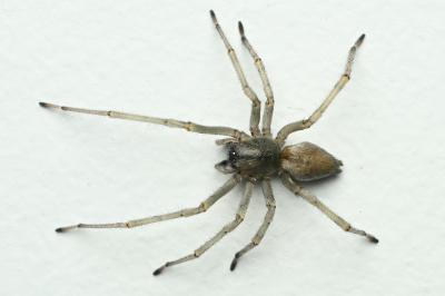 <i>Cheiracanthium</i>