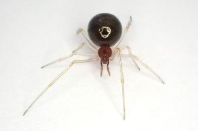 <i>Neottiura bimaculata</i>