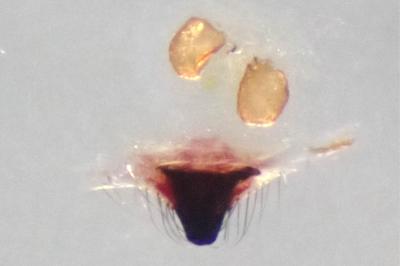 <i>Neottiura bimaculata</i>