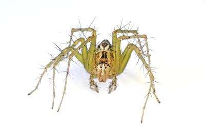 <i>Oxyopes lineatus</i>