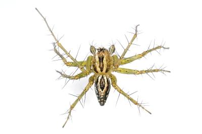 <i>Oxyopes lineatus</i>