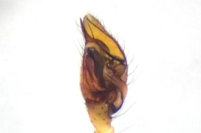 <i>Anelosimus vittatus</i>
