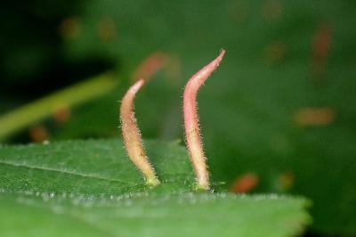 <i>Eriophyes tiliae</i>