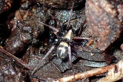 <i>Callilepis</i>