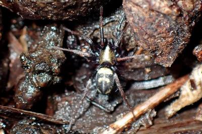 <i>Callilepis</i>