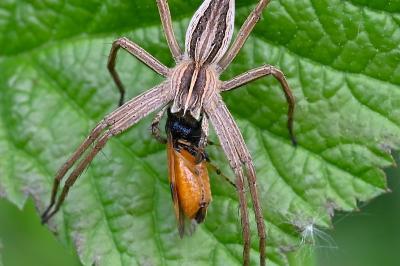 <i>Pisaura mirabilis</i>