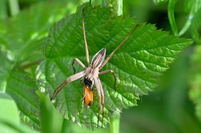 <i>Pisaura mirabilis</i>