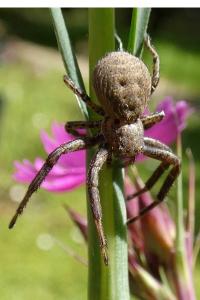 <i>Xysticus</i>