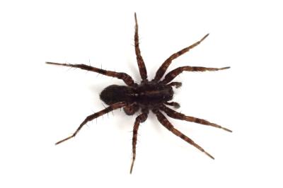<i>Pardosa pullata</i>