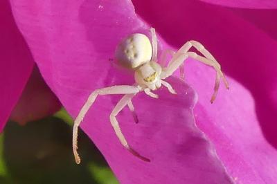 <i>Misumena vatia</i>