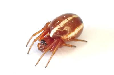 <i>Hypsosinga sanguinea</i>