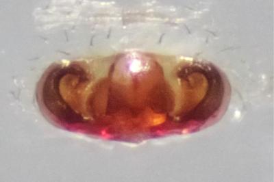 <i>Hypsosinga sanguinea</i>