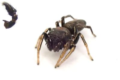 Heliophanus cupreus