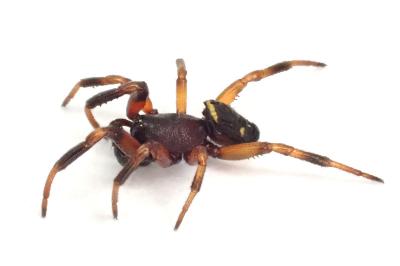Asagena phalerata