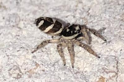 <i>Salticus scenicus</i>