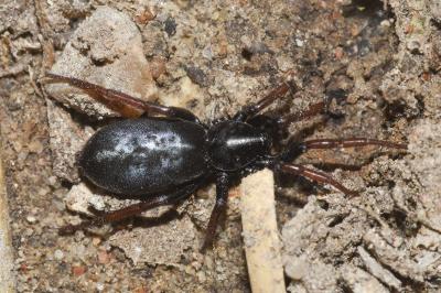 <i>Trachyzelotes pedestris</i>