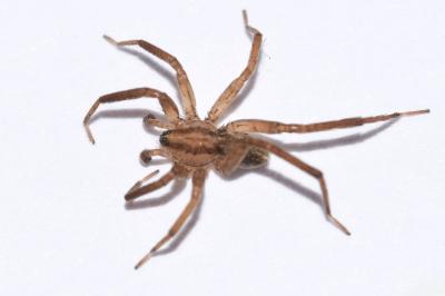 <i>Zora spinimana</i>