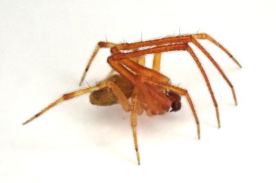 <i>Parasteatoda simulans</i>