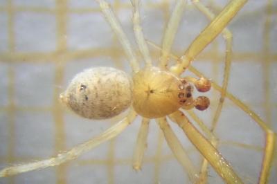 <i>Parasteatoda simulans</i>