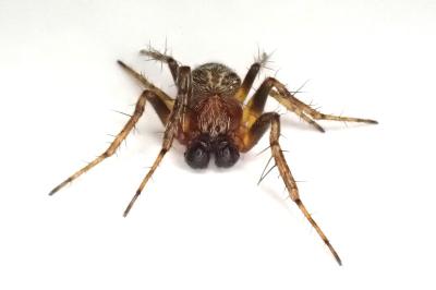 <i>Araneus sturmi</i>