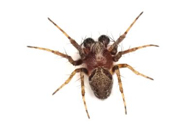 <i>Araneus sturmi</i>