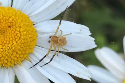 <i>Thomisus onustus</i>
