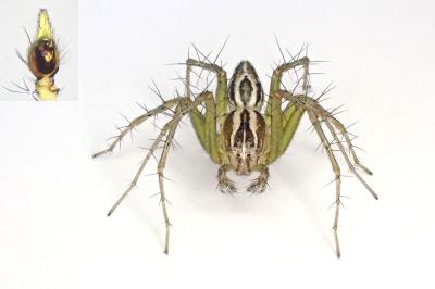<i>Oxyopes lineatus</i>