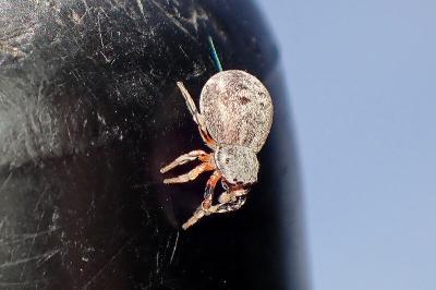 <i>Ballus rufipes</i>