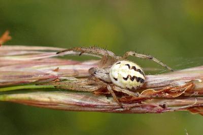 <i>Neoscona adianta</i>
