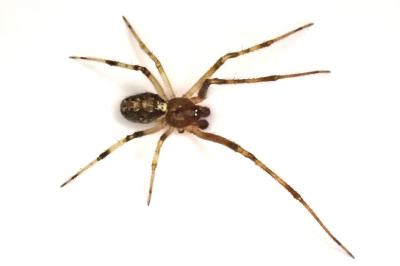 <i>Theridion pinastri</i>