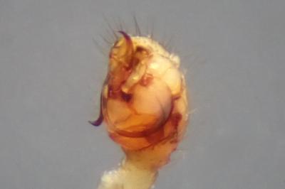 <i>Theridion pinastri</i>