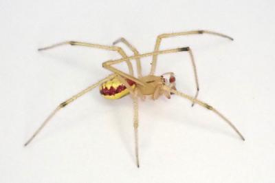 <i>Enoplognatha ovata</i>
