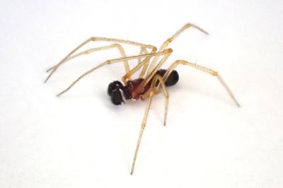 <i>Neottiura bimaculata</i>