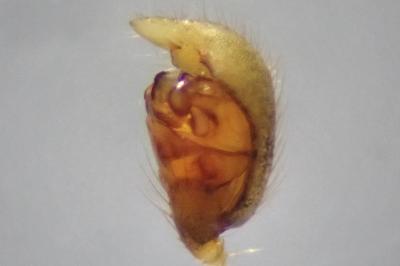 <i>Neottiura bimaculata</i>