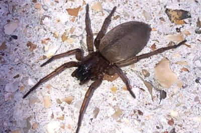<i>Scotophaeus</i>