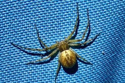<i>Philodromus</i>