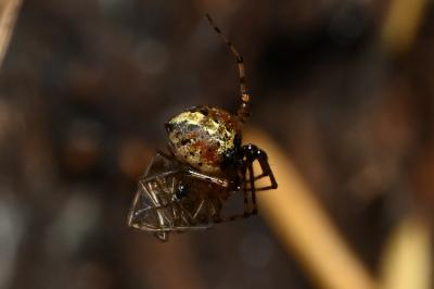 <i>Platnickina tincta</i>