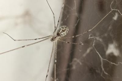 <i>Holocnemus pluchei</i>