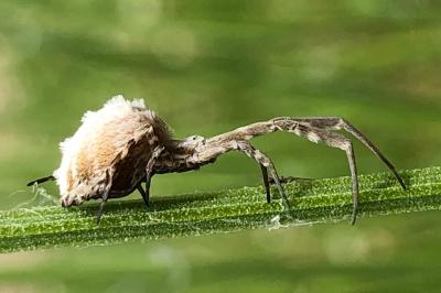 <i>Uloborus</i>