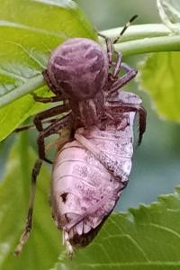 <i>Xysticus cristatus</i>