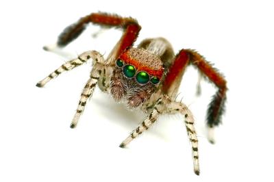<i>Saitis barbipes</i>