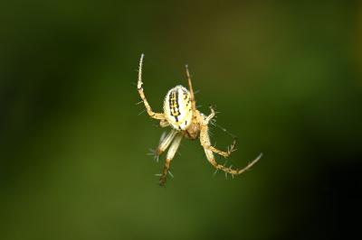 <i>Mangora acalypha</i>