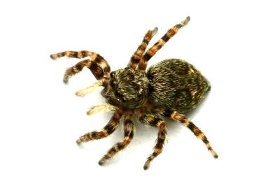 <i>Pseudeuophrys erratica</i>