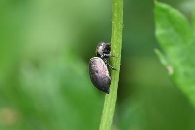 <i>Heliophanus</i>